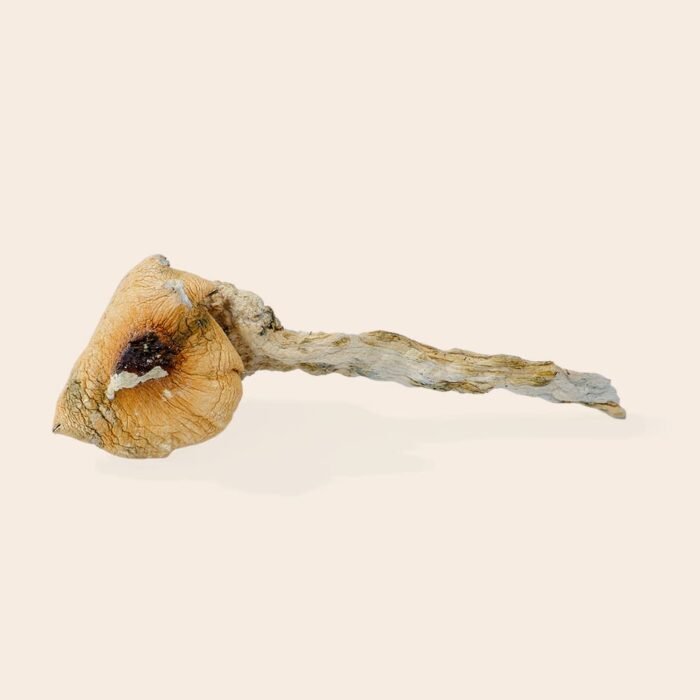 Shrooms – Penis Envy - Image 1