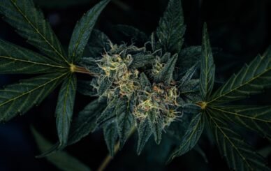 cannabis flower delivery