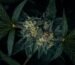 cannabis flower delivery