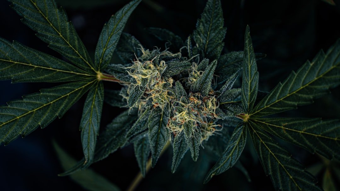 cannabis flower delivery