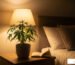 does indica or sativa make you sleepy