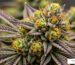 high quality weed